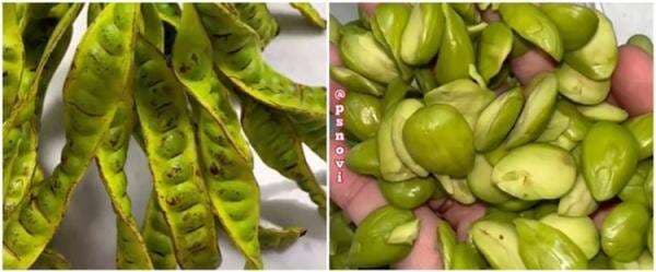 Cara mengupas petai dengan cepat ini mudah ditiru, nggak pakai ribet