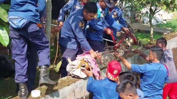 Buaya Muara 100 Kg Masuk Kolam Ikan, Warga Cisalak Subang Gempar