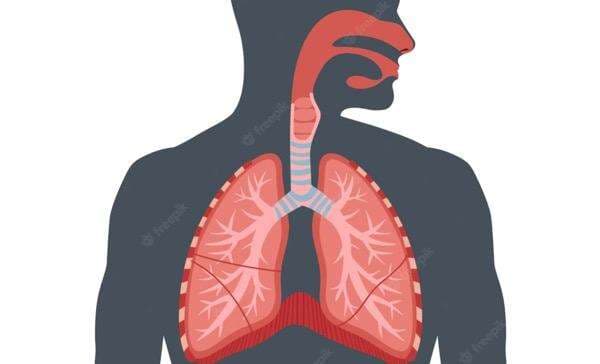 7 Sistem Pernapasan Manusia dan Fungsinya Lengkap Penjelasannya, Yuk Pelajari!