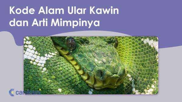 9 Kode Alam Ular Kawin dan Arti Mimpinya Terbaru