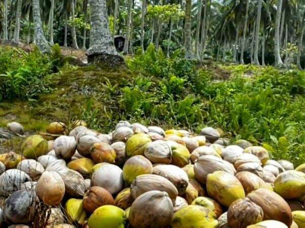 Ritual "Aneh" Petani Inhil Usai Panen, Menceburkan Ribuan Kelapa ke Sungai, Buat Apa?