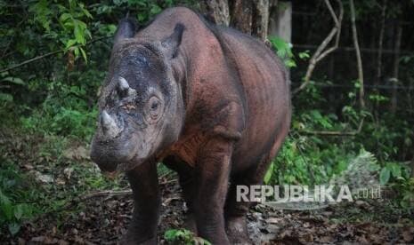 Badak, Penjaga Ekosistem Alam yang Populasinya Hampir Punah