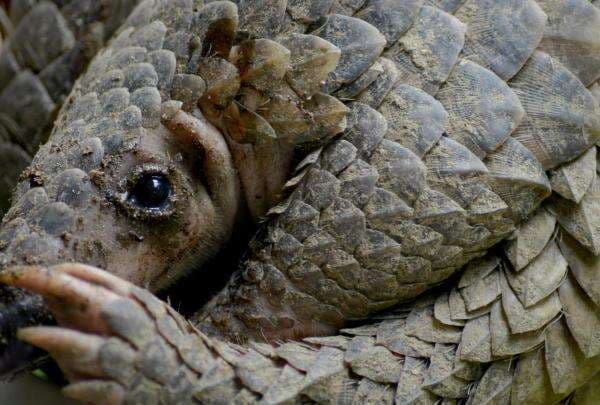 7 Fakta Aneh Hewan Trenggiling, Mamalia Bersisik Pemakan Serangga