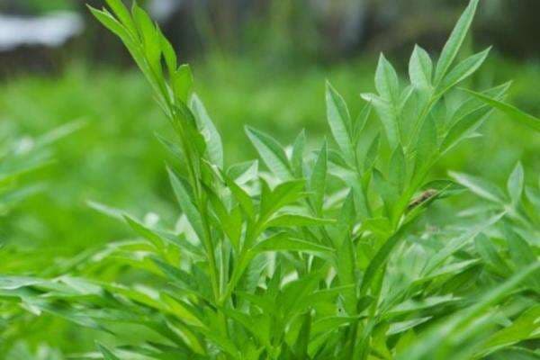 6 Manfaat Daun Kenikir untuk Kesehatan yang Kurang Diketahui