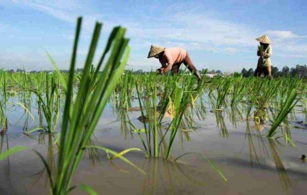 Kebangkitan Petani Milenial