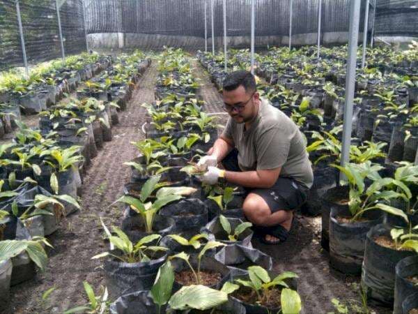 Resign dari BUMN, Pemuda Ini Sukses Budidaya Tanaman Vitalitas Cuannya Setara Motor Baru!