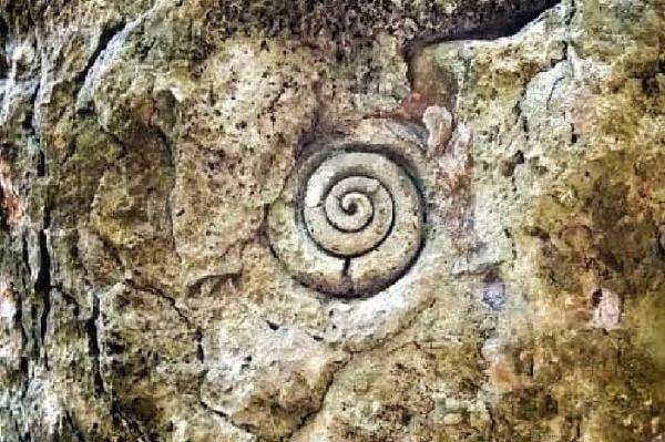 Ditemukan Fosil Kerang Laut Dekat Gua di Daratan Pulau Bunga NTT Berusia 150 Juta Tahun