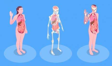 Apa Organ Terbesar di Tubuh Manusia?