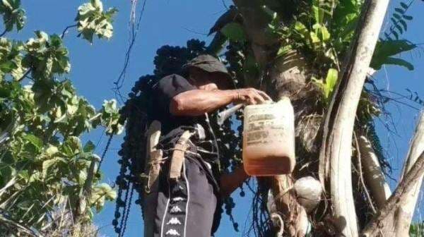 Ternyata Tuak Aren bisa Atasi Batu Ginjal,Simak Ulasannya !