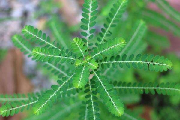 Ternyata Daun Meniran punya Manfaat untuk Kesehatan Tubuh, Simak Ulasannya ! Ternyata Daun Meniran punya Manfaat untuk Kesehatan Tubuh, Simak Ulasannya !