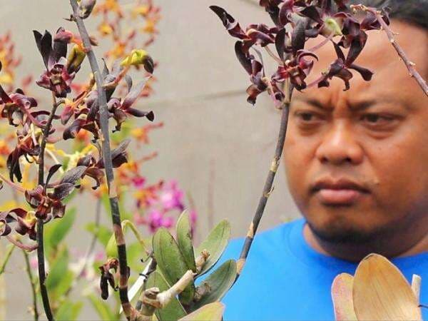 Kisah Mantan Tukang Cuci Piring Mendadak Jadi Miliarder Gara-gara Tanam Anggrek