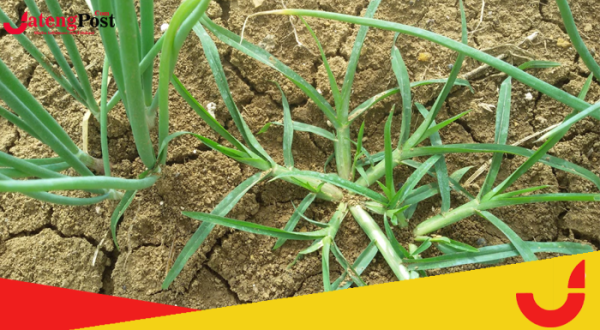 Berikut Manfaat Rumput Belulang bagi Kesehatan Tubuh