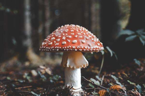 5 Jenis Jamur Beracun Paling Mematikan di Dunia