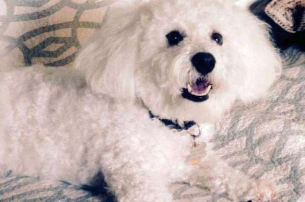 Anjing Nonton Film Porno Berbayar