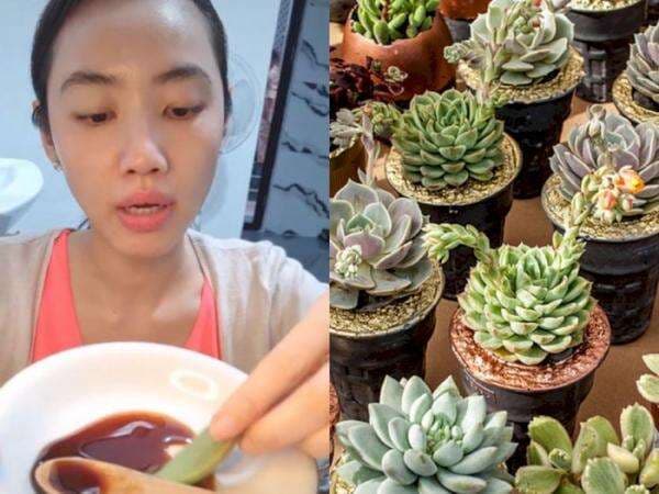 Momen Perempuan Makan Sukulen, Tanaman Hias yang Tak Disangka Rupanya Bisa Dimakan