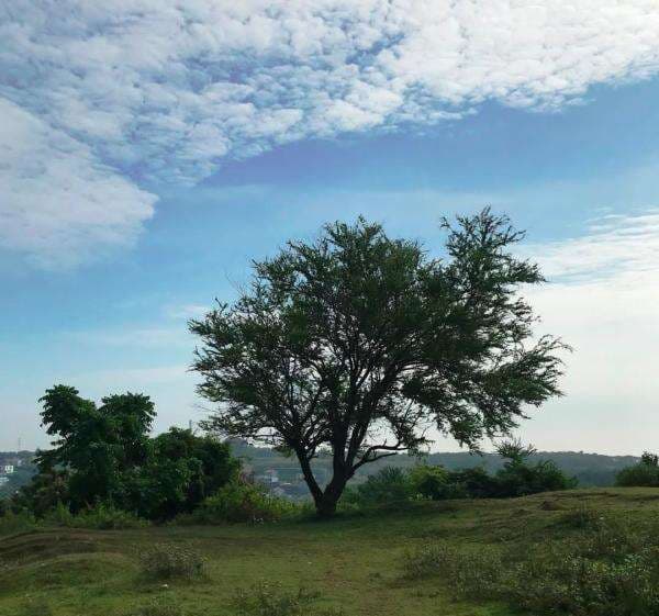 Gratis! Ini 5 Tempat Healing di Undip Semarang, Dijamin Kantong Aman