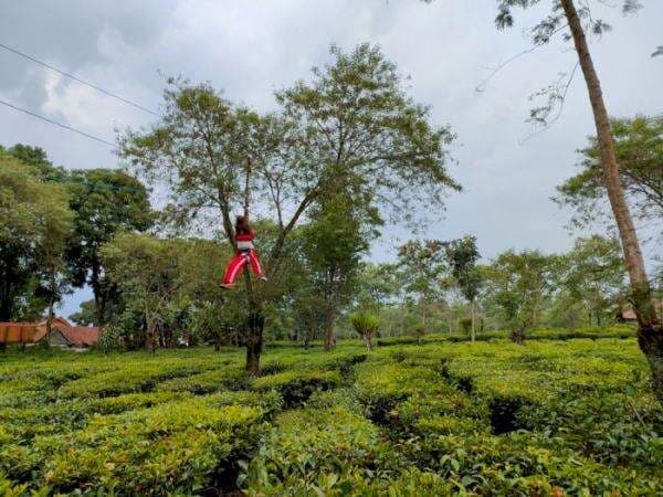 4 Hal Menarik di Kebun Teh Wonosari Malang, Tempat Wisata Sejuk Gak Menguras Kantong