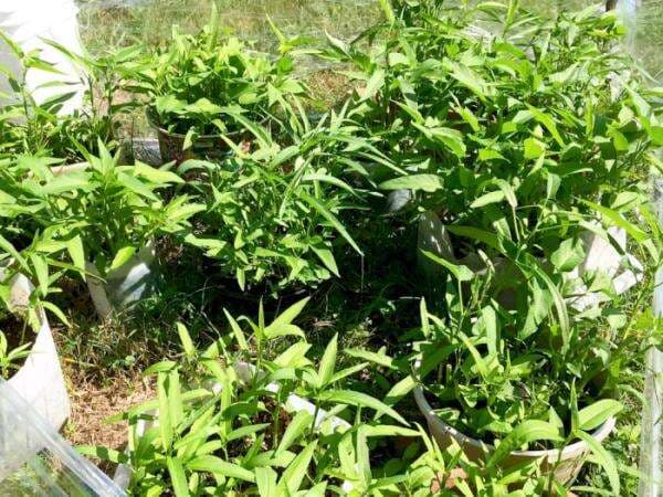Langka dan Mahal, Harga Kangkung di Amerika Seikat Ratusan Ribu: WNI Lakukan Hal Ini!