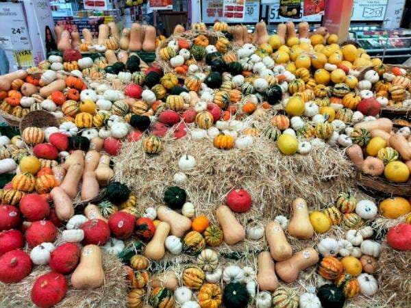 Uniknya! Panen Raya Labu di Turki, Ada yang Berbentuk Biola dan Seukuran Kepalan Tangan Uniknya! Panen Raya Labu di Turki, Ada yang Berbentuk Biola dan Seukuran Kepalan Tangan