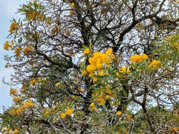 7 Fakta Pohon Tabebuya yang Menghiasi Kota Batu, Benarkah Sebagai Pengobat Kanker? 7 Fakta Pohon Tabebuya yang Menghiasi Kota Batu, Benarkah Sebagai Pengobat Kanker?