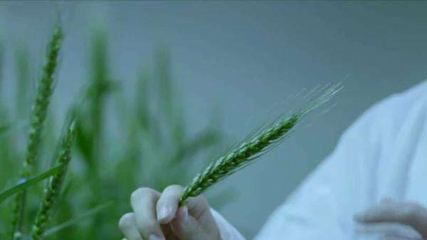 Tingkatkan Hasil Panen, Zona Peragaan Pertanian China Manfaatkan Teknologi Tinggi