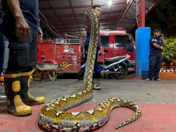 Merinding! Ular Piton Sepanjang 8 Meter Masuk Rumah Warga, Untung Cepet Ketahuan!