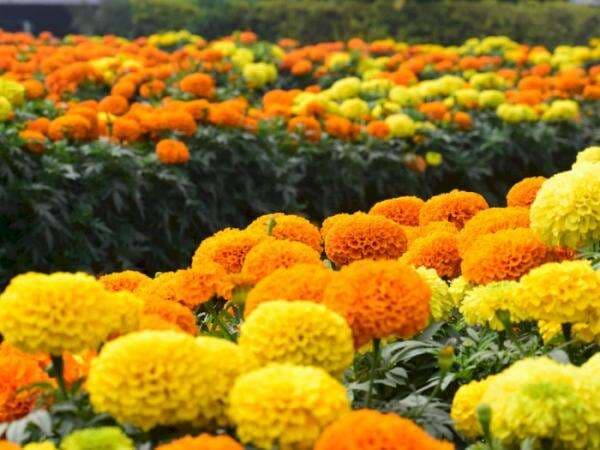 7 Tanaman Pengusir Nyamuk Paling Ampuh, Aromanya Tajam!