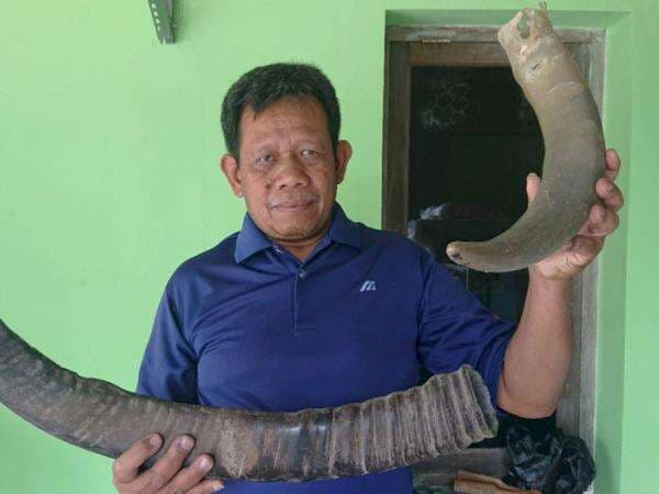 Sulap Tanduk Kerbau Jadi Souvenir, Produknya Laris Sampai ke Jepang