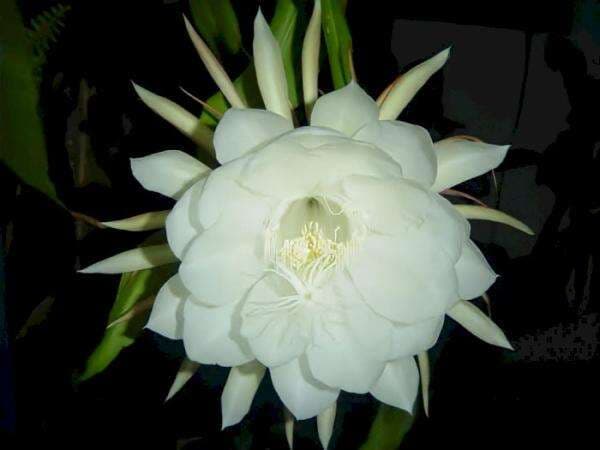 Kental Sama Mitos, Benarkah 'Ratu Malam' Bunganya Nyi Roro Kidul yang Bisa Menarik Rezeki?