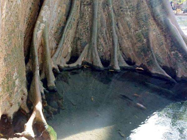 Umbul Leses, Dipayungi Pohon Raksasa yang Dipercaya Jelmaan Sepasang Pengantin