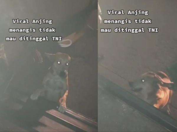 Sedih! Video Anjing Menangis Tak Mau Ditinggal Anggota TNI, Ikut Mengejar Sambil Melolong
