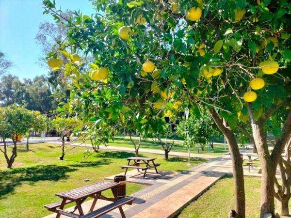 Jeruk Tumbuh Melimpah di Jalanan! Warga Bebas Petik Sepuasnya, Sebagian Dibikin “Karpet”