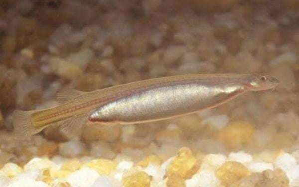 Fakta Menarik Ikan Candiru,  Ikan Kecil Ditakuti Penduduk Amazon