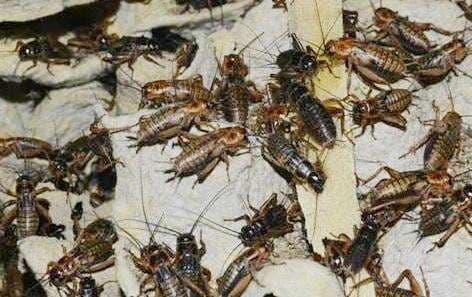 Potensi Ekspor Olahan Pangan dari Jangkrik Sangat Menjanjikan