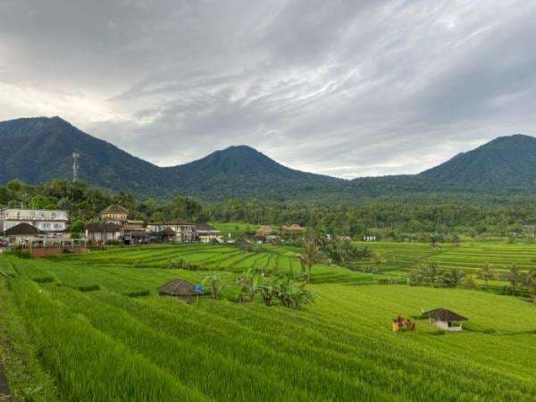 Saking Cantiknya Sawah Jatiluwih di Bali Sampai Diakui jadi Warisan Dunia UNESCO