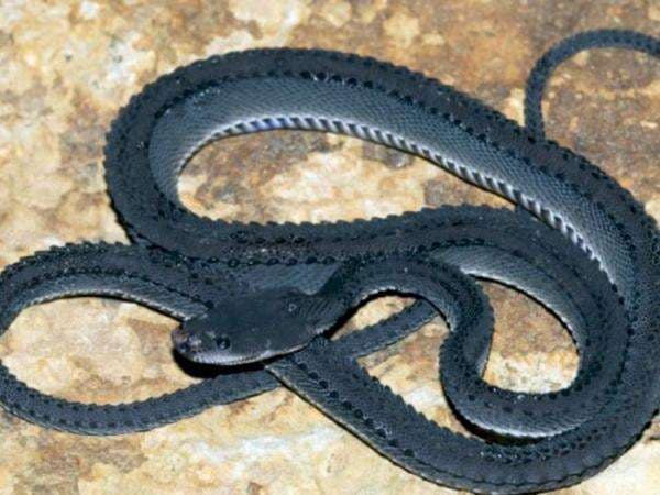 Penemuan Ular Naga Jawa di Gunung Sanggabuana Menghebohkan, Mitosnya Jelmaan Siluman