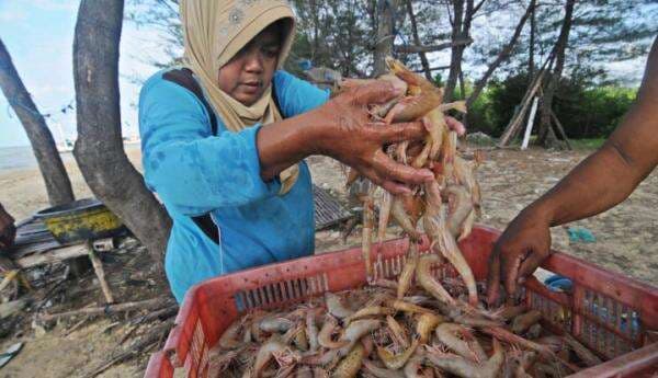 Genjot Produktivitas, Startup Ini Hadirkan Aplikasi untuk Petambak Udang