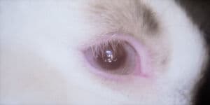 Download Lagu MP3 Joji - Die For You, Lengkap Lirik dan Terjemahan Indonesia