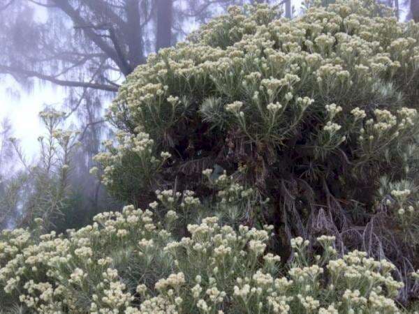 Dianggap Ikon Cinta, Jangan Sembarangan Petik Bunga Edelweiss: Nekat Bisa Bahaya!