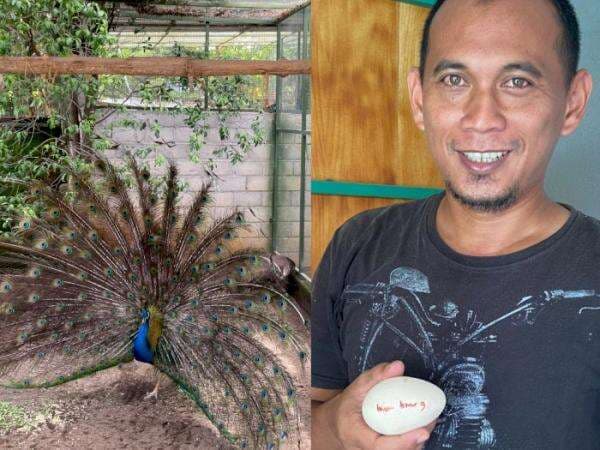 Inspiratif! Pria di Ponorogo Budidaya Merak Demi Lestarikan Reog Ponorogo Inspiratif! Pria di Ponorogo Budidaya Merak Demi Lestarikan Reog Ponorogo