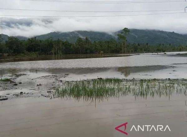 Banjir Tapsel, 30 Hektare Sawah Berubah Jadi Danau