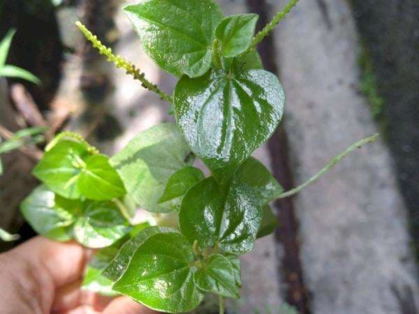 Sirih Cina, Tumbuhan Liar Ternyata Punya Banyak Gizi dan Bermanfaat Bagi Kesehatan Sirih Cina, Tumbuhan Liar Ternyata Punya Banyak Gizi dan Bermanfaat Bagi Kesehatan
