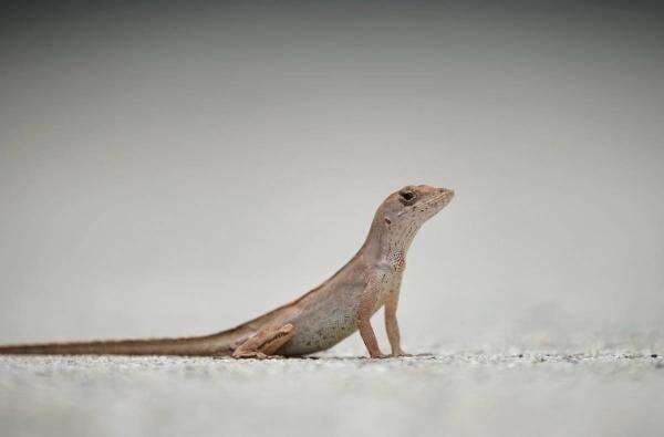 7 Arti Kejatuhan Cicak Menurut Primbon Jawa, Nomor 1 Bikin Semringah