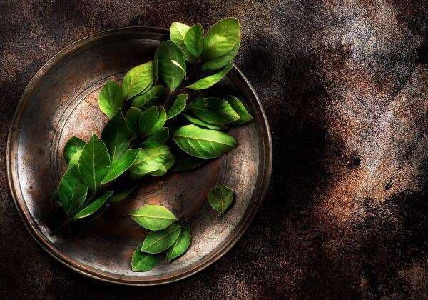 Manfaat Daun Salam Dahsyat Menurut dr. Zaidul Akbar, Bikin Diabetes Rontok