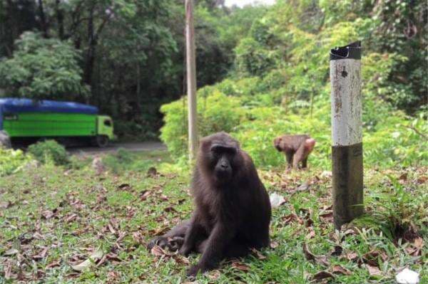 Flora dan Fauna Endemik di Sulawesi Selatan Wajib Dilindungi