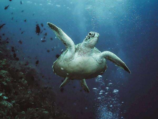 7 Fakta Penyu Hijau, Hewan Purba yang Kuat Tahan Napas Berjam-jam 7 Fakta Penyu Hijau, Hewan Purba yang Kuat Tahan Napas Berjam-jam