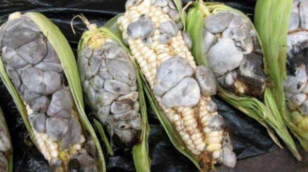 7 Makanan Paling Aneh di Dunia, Nomor 5 Dipenuhi Belatung Hidup