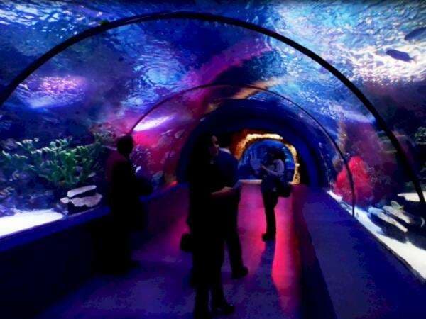 Seru! Ternyata Akuarium Terowongan Terbesar di Dunia Ada di Turki, Ada Tempat Main Salju