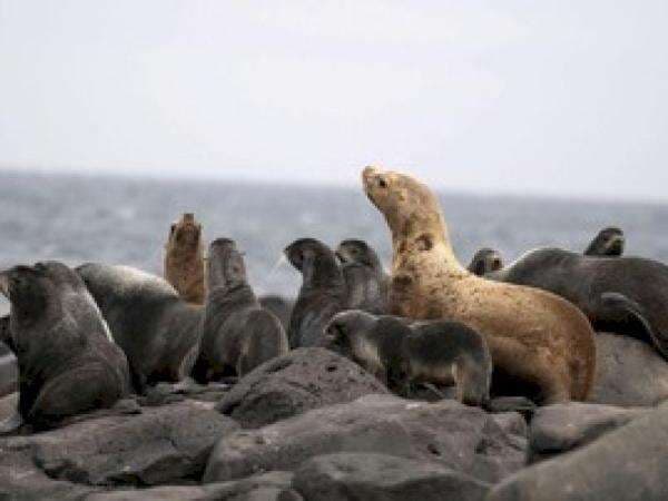 2.500 Anjing Laut Ditemukan Mati di Pantai Kaspia