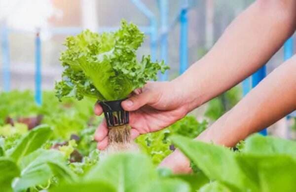Pengertian Hidroponik Menurut Para Ahli Lengkap Beserta Penjelasannya